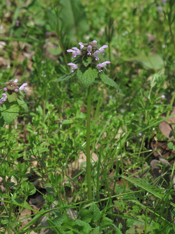 Lamium purpureum